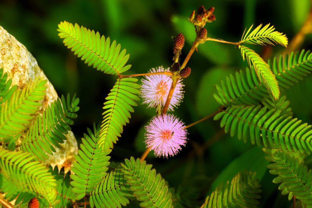 Plants Have Been Shown to Respond to Anesthesia in Ways Identical to Animals - Which Has Raised Deeply Uncomfortable Questions About What Level of Experience May Be Present Without a Brain