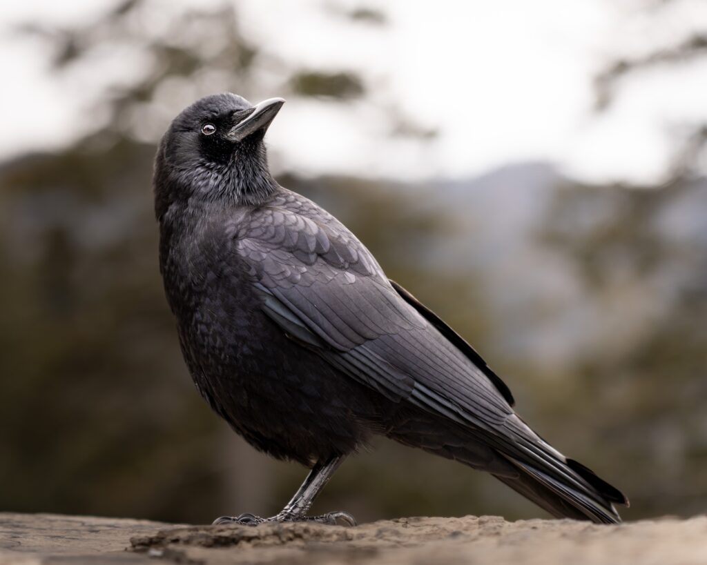 Crows Have Passed Mirror Self-Recognition Tests Solve Multi-Step Problems and Appear to Plan for the Future - Abilities That Were Once Considered Definitive Proof of Human-Level Consciousness