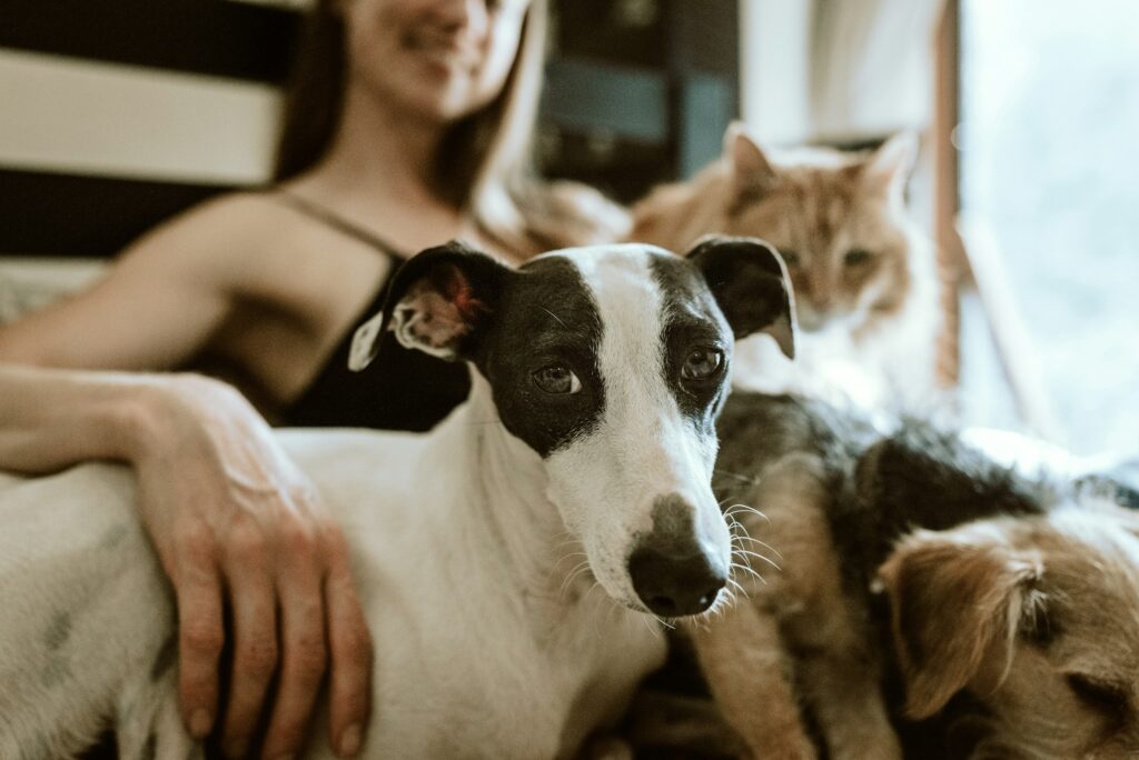 Psychology Says the Reason Some People Feel Less Alone Near Animals Than Near People Is Not a Personality Flaw - It Is a Nervous System Response to a Presence That Carries No Social Agenda and That the Brain Registers as Unconditional