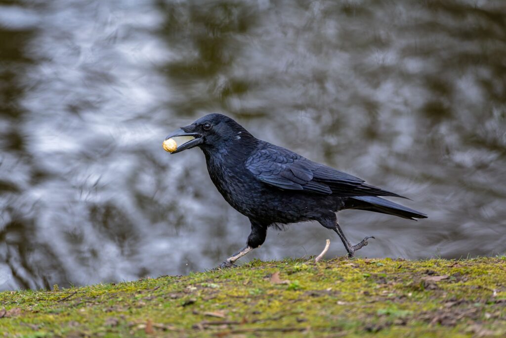 Animal Cognition Suggests Ravens Hide Food Differently Depending on Their Audience