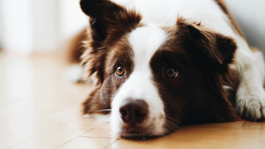 Animal Cognition Suggests Dogs Remember Patterns More Easily Than Single Events