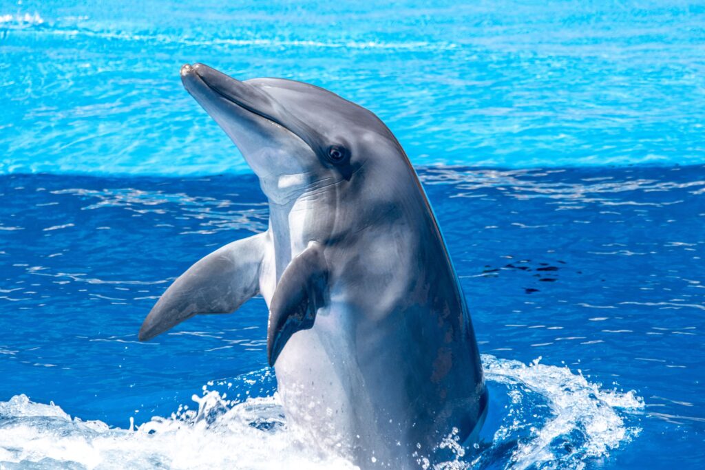 Animal Cognition Suggests Dolphins Copy Successful Behaviors More Than Unusual Ones