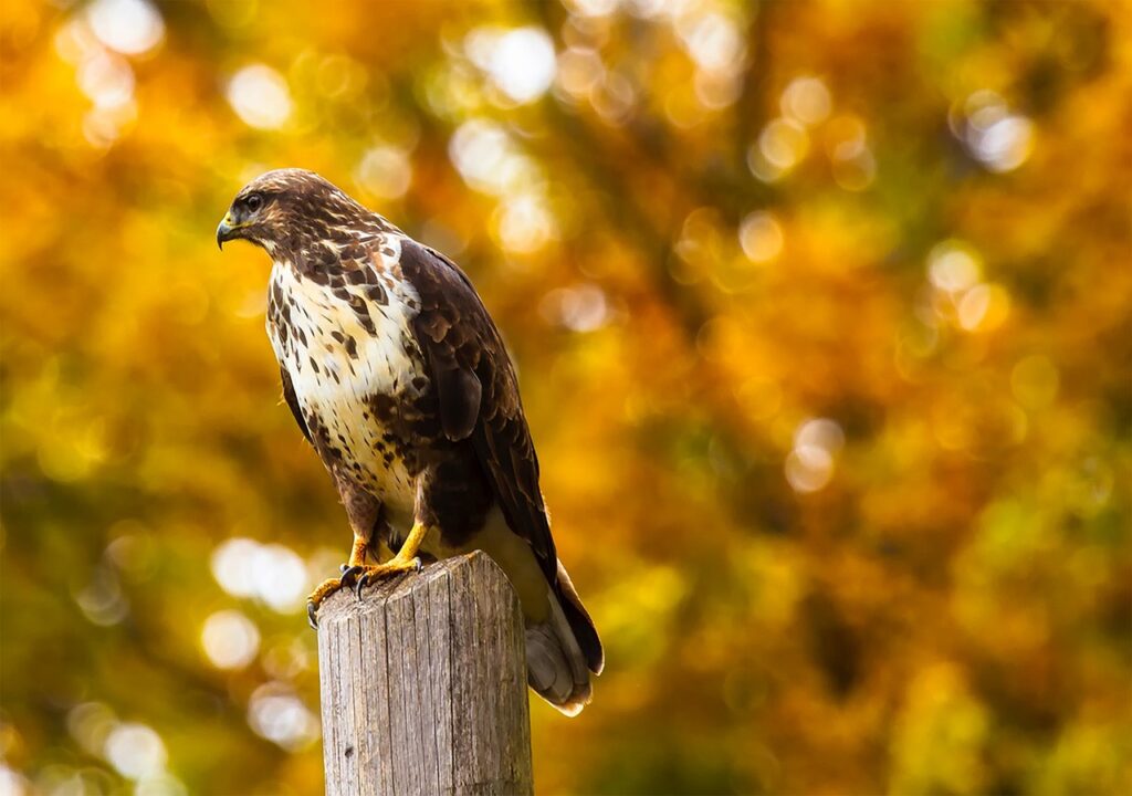 What It Means When Hawks Spend Hours on the Same Fence Post