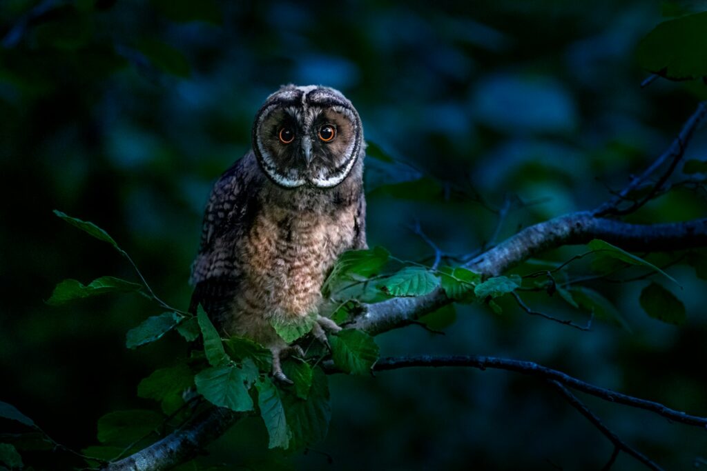 What It Means When Owls Call From Different Directions at Night