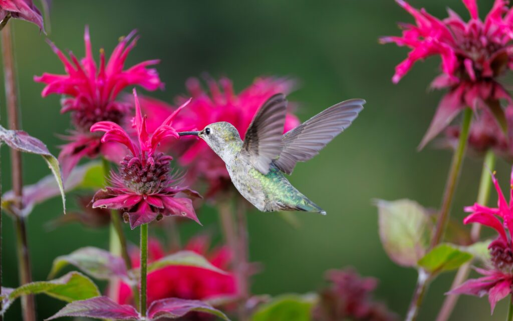 Animal Science Says Hummingbirds Remember Individual Garden Layouts Across Seasons