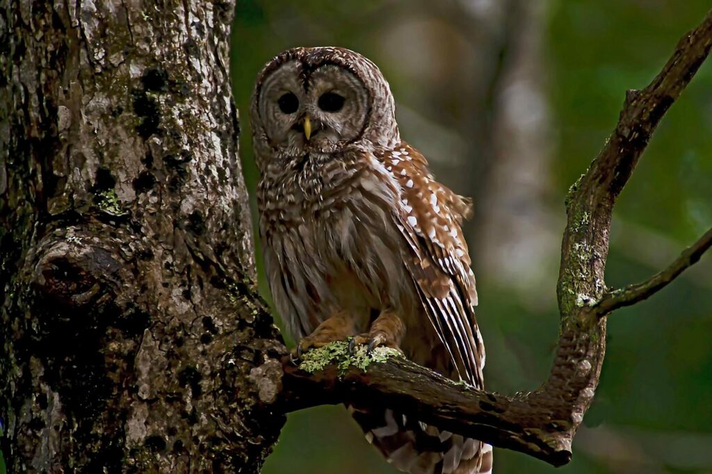 12 Quiet Forest Roads Perfect for Spotting Owls