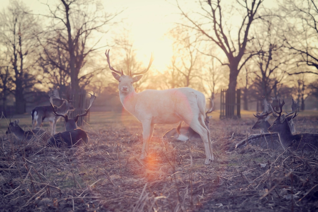 According to Celtic Beliefs, Stags Appeared Before Great Change