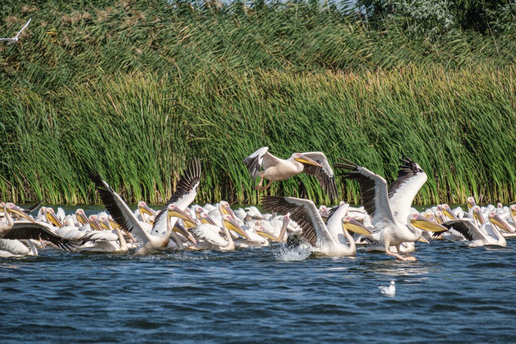 9 Scenic Wetlands Every Wildlife Photographer Should Visit