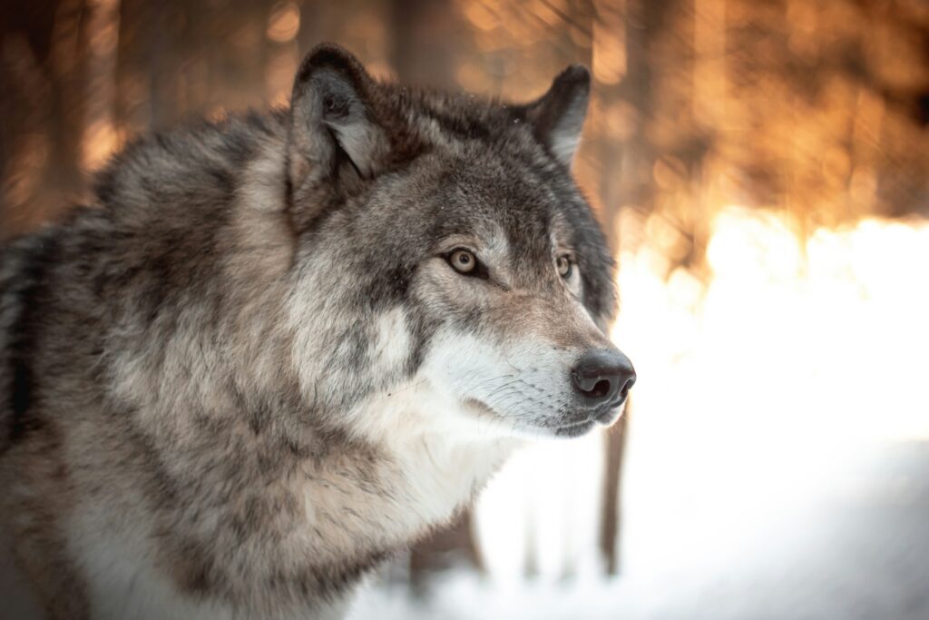 Animal Science Says Wolves Judge Risk Before Every Chase Rather Than Hunting on Instinct Alone