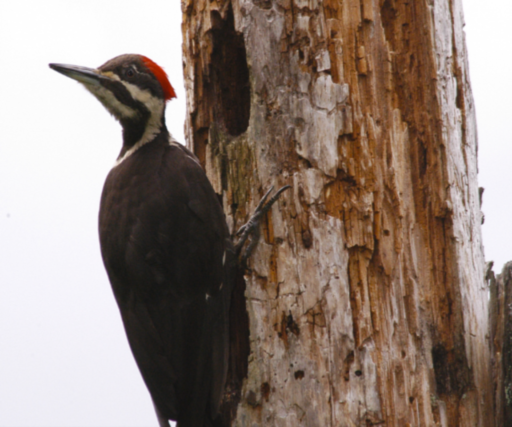 What It Means When Woodpeckers Visit Dead Trees Before Healthy Ones