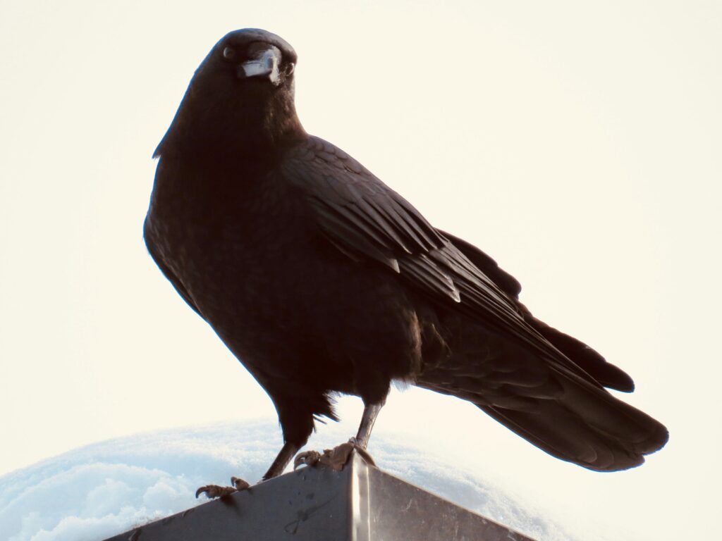 Animal Science Says American Crows Teach Their Young Which Humans to Avoid