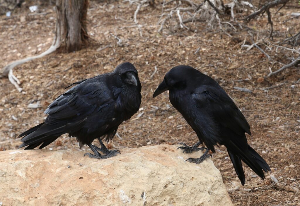 What It Means When Ravens Suddenly Appear in Pairs