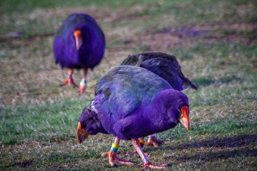 14 Animals Biologists Removed From the Extinct List Entirely