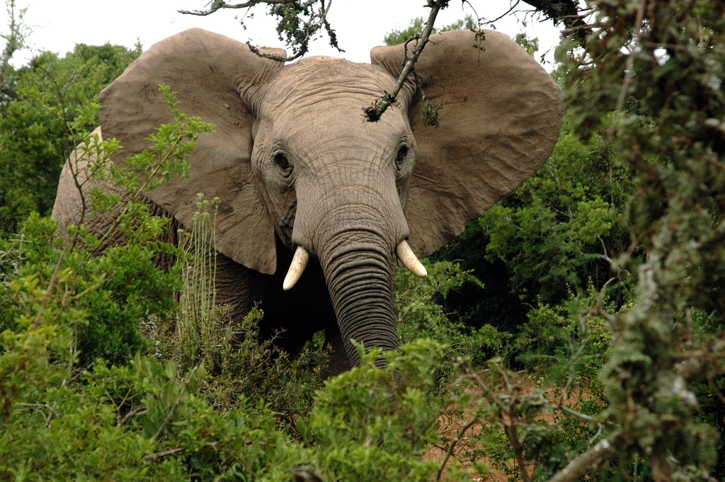 13 Species Zoologists Have Quietly Reinstated in the Last Decade
