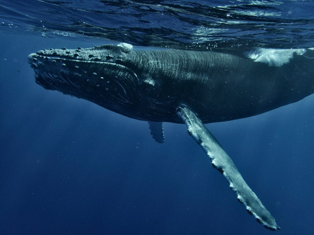 Marine Biology Says Whales That Have Never Met Adopt Identical Song Patterns Within Months of Those Songs Spreading Through Ocean Networks - a Cultural Transmission System That Operates Across Entire Ocean Basins With No Known Mechanism