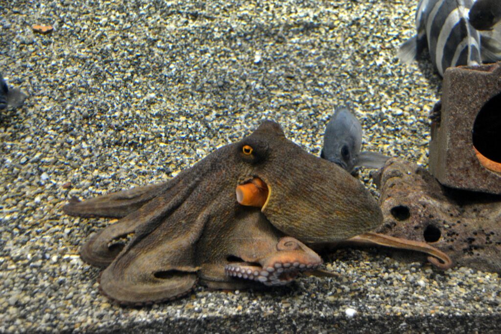 11 Things Cephalopods Do That Marine Biologists Now Call Problem Solving