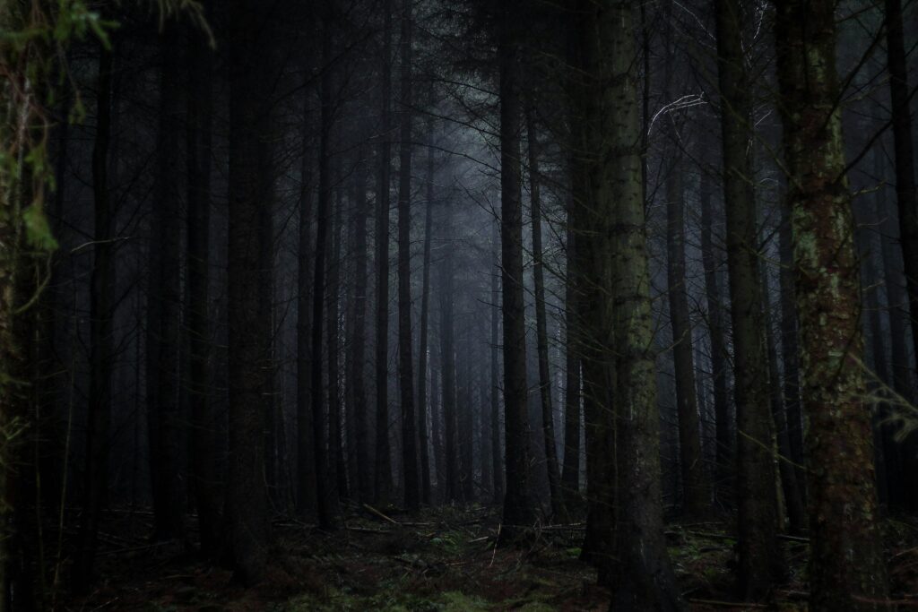 Why Walking Through a Dark Forest Can Awaken Fears Far Older Than Modern Civilization