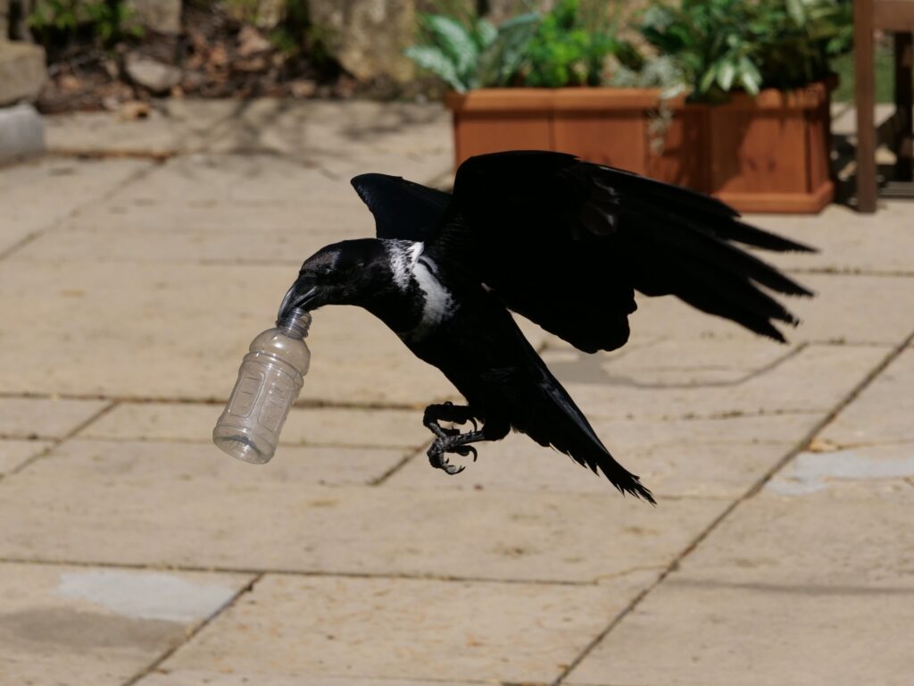 12 Crow Abilities Researchers Once Dismissed and Now Take Seriously