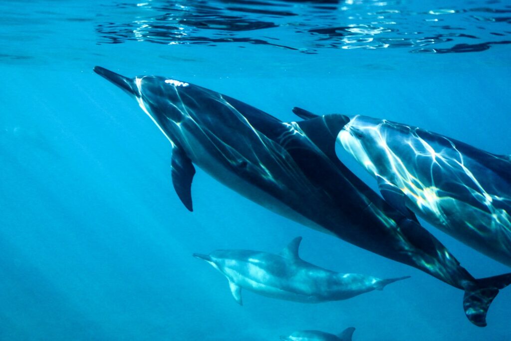 14 Things Dolphins Do That Behaviourists Now Classify as Culture