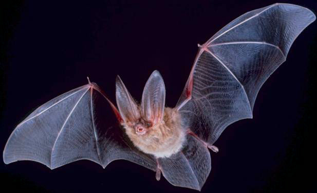 13 Senses Biologists Now Believe Animals Have That Humans Lack