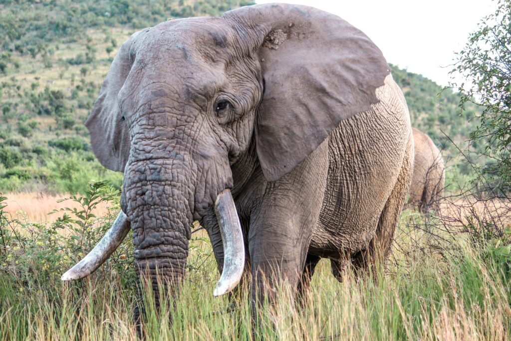 21 Things Animals Detect That Instruments Only Recently Measured