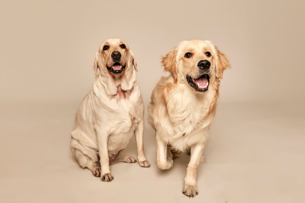 Research Has Confirmed That Dogs Show Inequity Aversion - They Refuse to Perform Tasks When Another Dog Receives a Better Reward for the Same Work - Demonstrating a Sensitivity to Fairness That Was Previously Thought to Require Higher Cognition