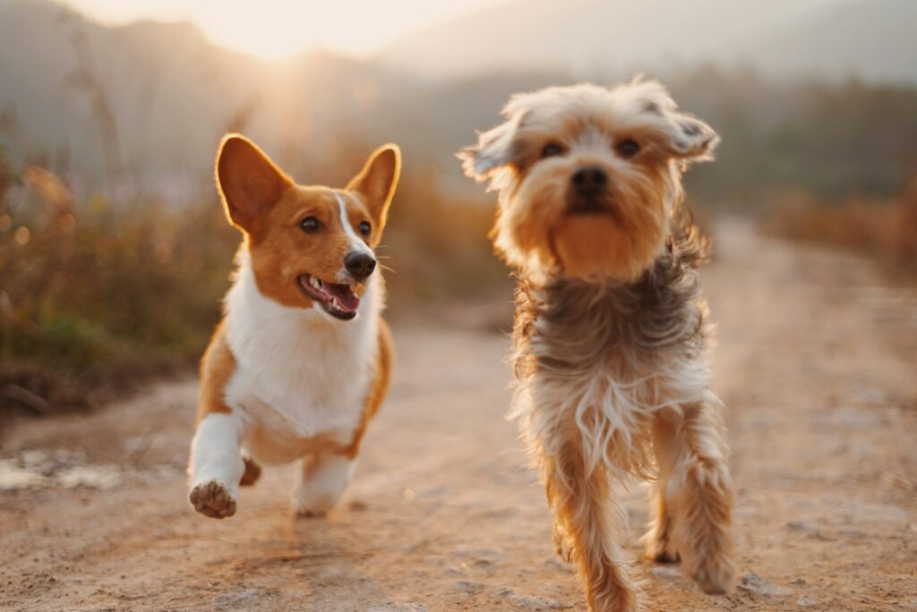 Studies Show That Dogs Who Play Regularly With Other Dogs or Their Owners Have Lower Baseline Cortisol Levels - and That Social Play Appears to Function as a Stress Regulator in Their Daily Lives