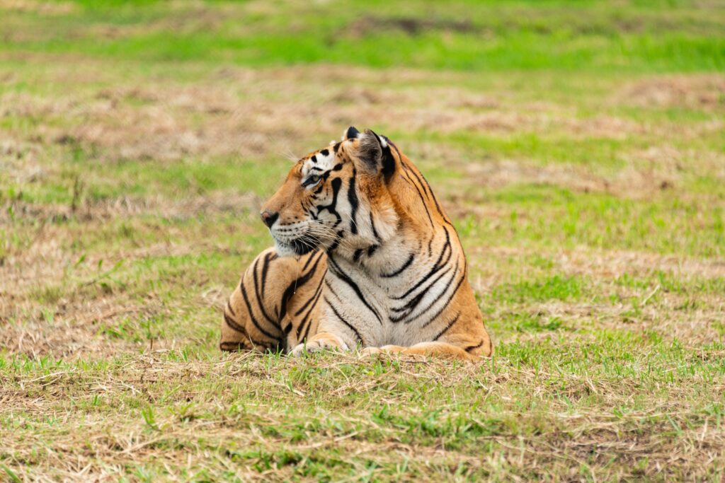 Animal Science Says the Solitary Lives of Tigers May Require More Social Awareness Than Their Reputation Suggests