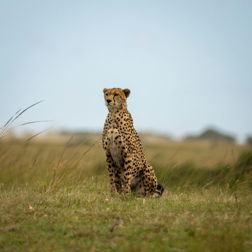Animal Behavior Says Cheetahs Who Scan the Horizon After a Chase Are Calculating a Different Risk Than Most Big Cats Face