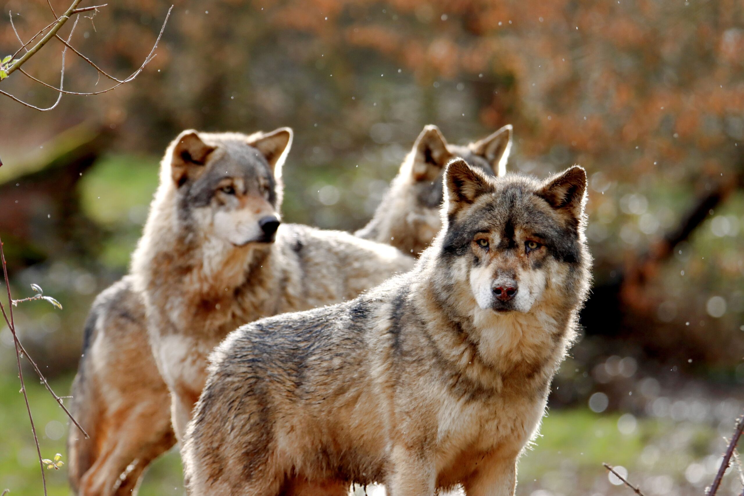 According to Cherokee Stories, Wolves Were Models of Loyalty and Family