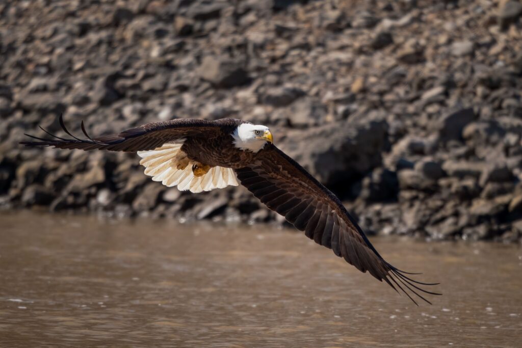 12 Scenic Rivers Famous for Bald Eagle Sightings