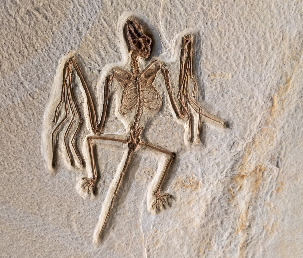 14 Fossils Found in Rock Far Older Than the Species Existed