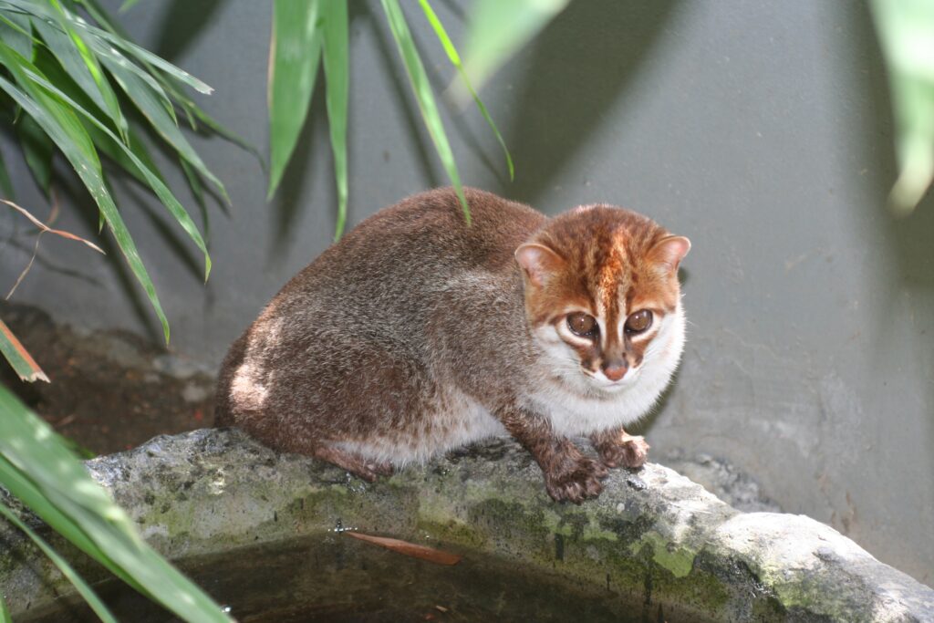 10 Animals Officially Declared Extinct That Were Later Photographed Alive Again