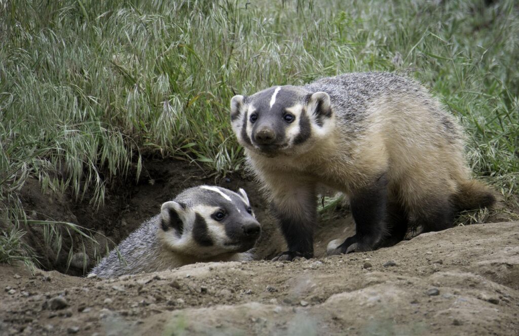 Wildlife Biology Says American Badgers Shape Prairie Ecosystems From Underground