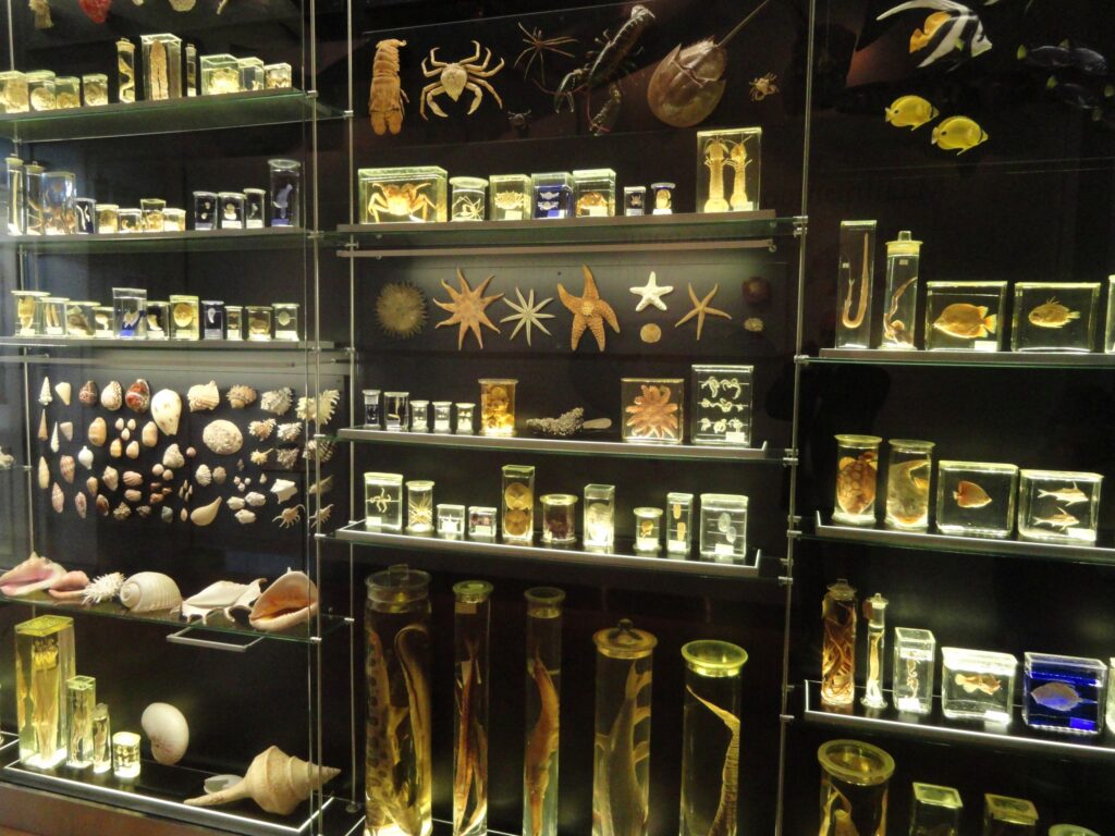 13 Species Museums Hold Specimens Of That Science Cannot Name