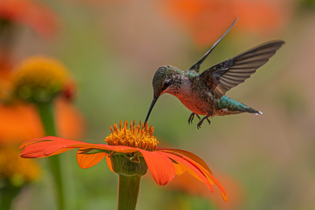 Wildlife Biology Says Hummingbirds Choose Nectar Quality Over Flower Color