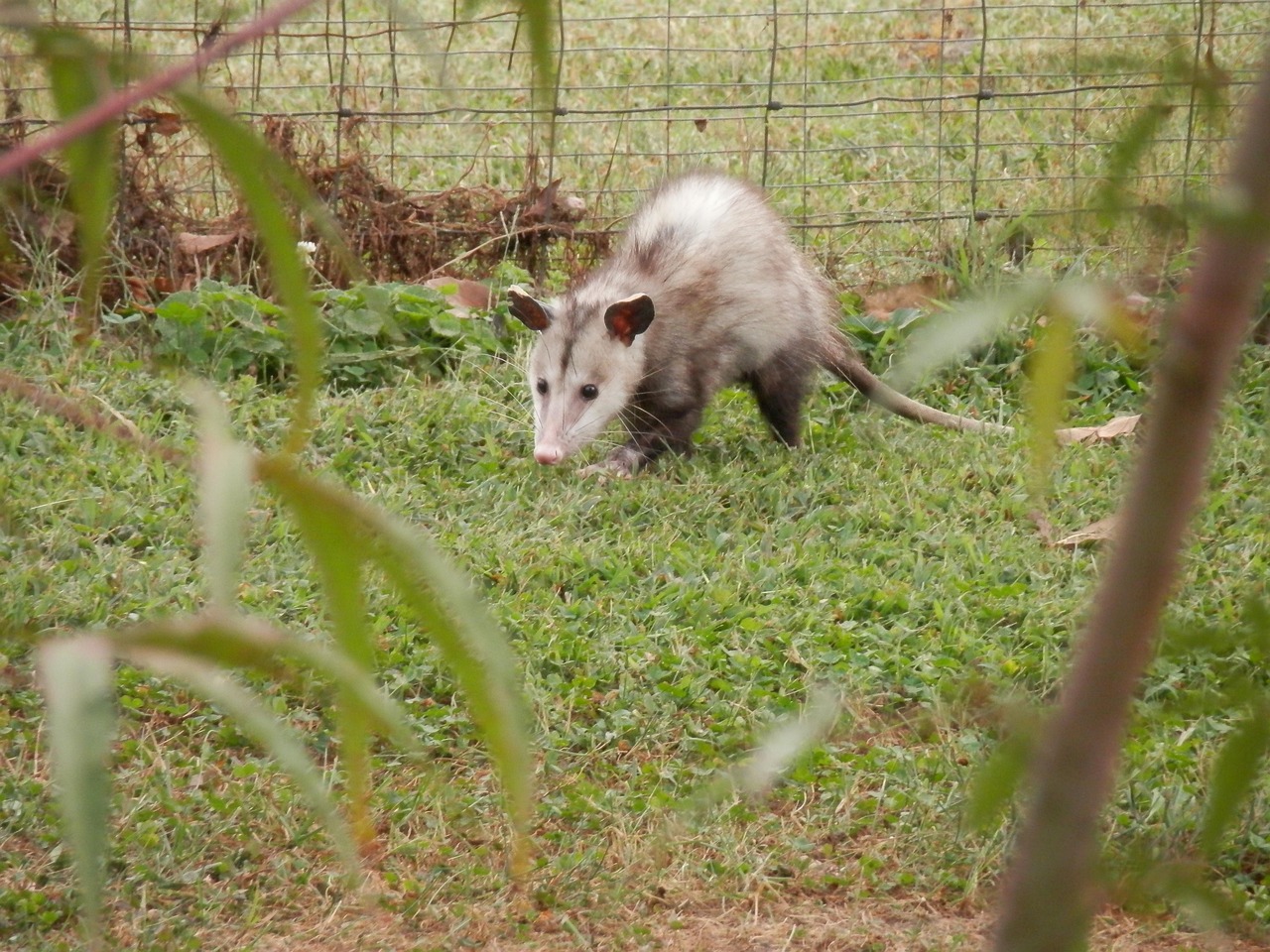 Wildlife Biology Says Opossums Benefit Gardens More Than Most People Realize