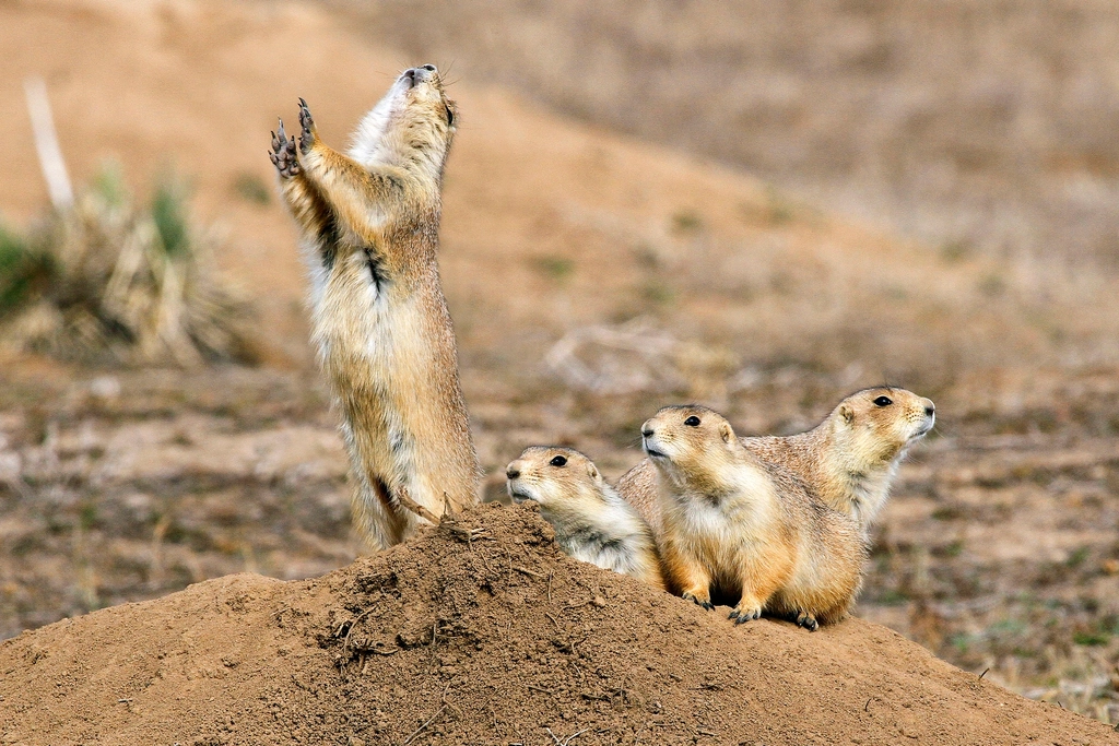 Wildlife Biology Says Prairie Dogs Help More Wildlife Than Almost Any Other Rodent
