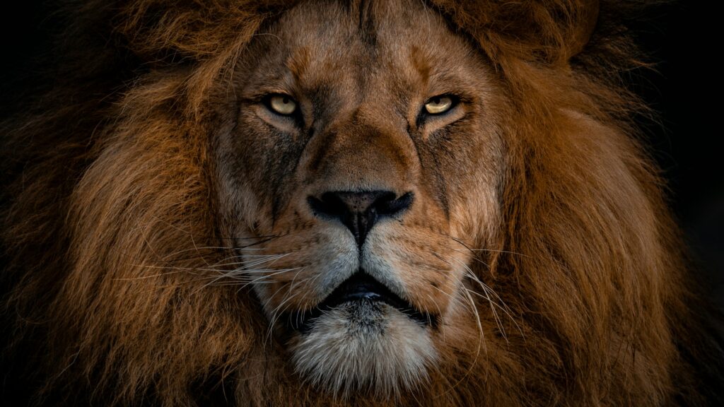 Psychology Says Our Fascination With Powerful Predators May Reach Back to a Time When Humans Lived Beside Them