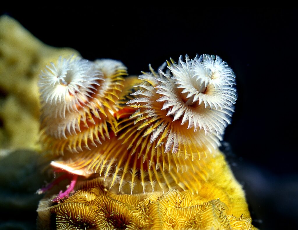 10 Marine Species Thriving Off the U.S. Coastlines You’ve Probably Never Heard Of