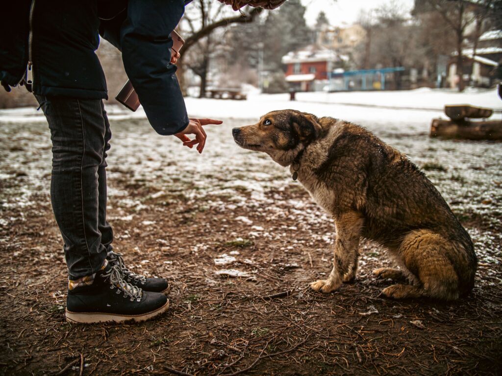 Psychology Says Dogs Who Were Never Given Boundaries Develop the Same Anxiety as Children Who Were Never Disciplined