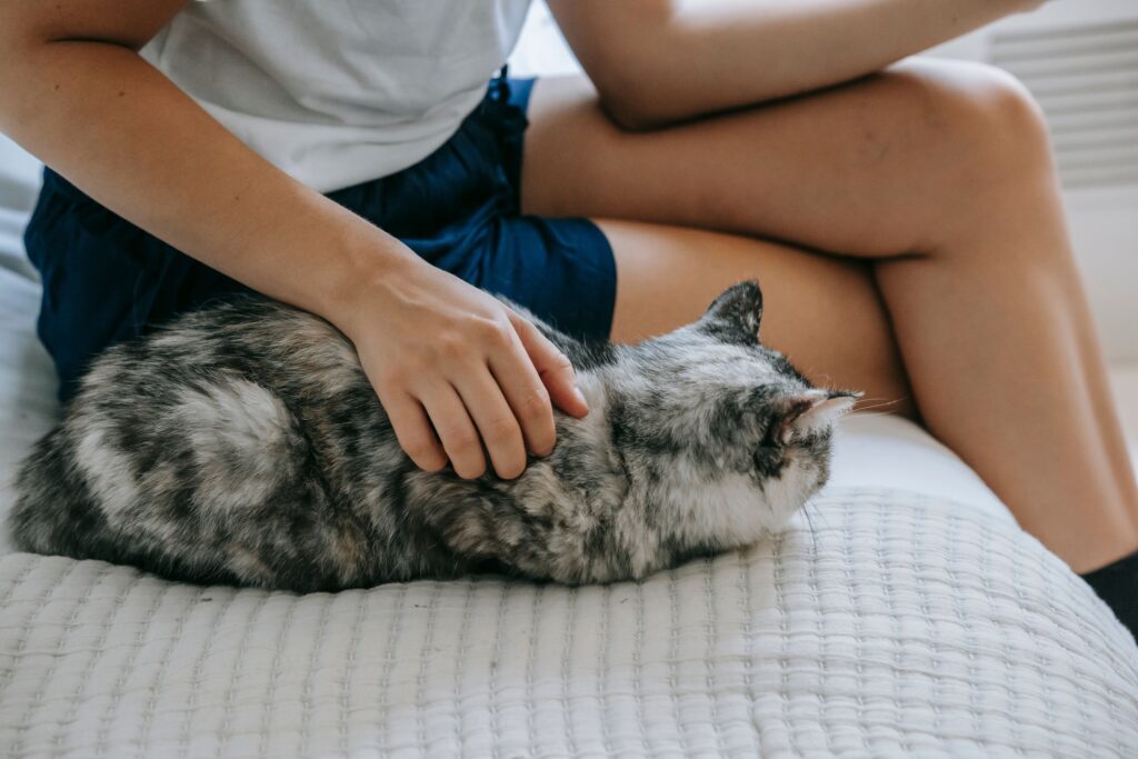 Animal Psychology Says Cats Who Sit Near You Without Touching May Still Be Showing a Strong Social Bond