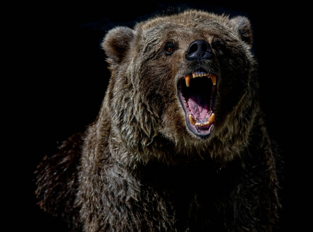 What Happens in the 90 Seconds After a Bear Decides You're Prey: Wildlife Biologists Break Down the Predator Recognition Sequence
