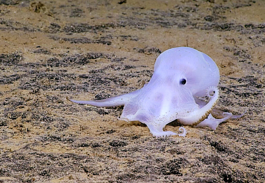 12 Creatures Scientists Filmed Once and Never Again