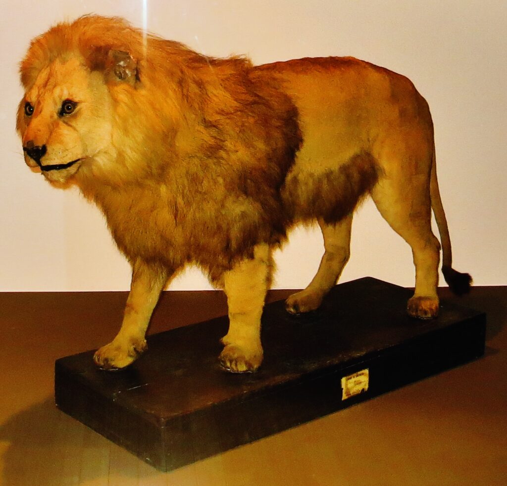 13 Extinct Species Biologists Now Concede The Fossil Record Placed Far Too Early