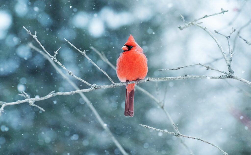What Winter Bird Are You According to Your Zodiac Sign