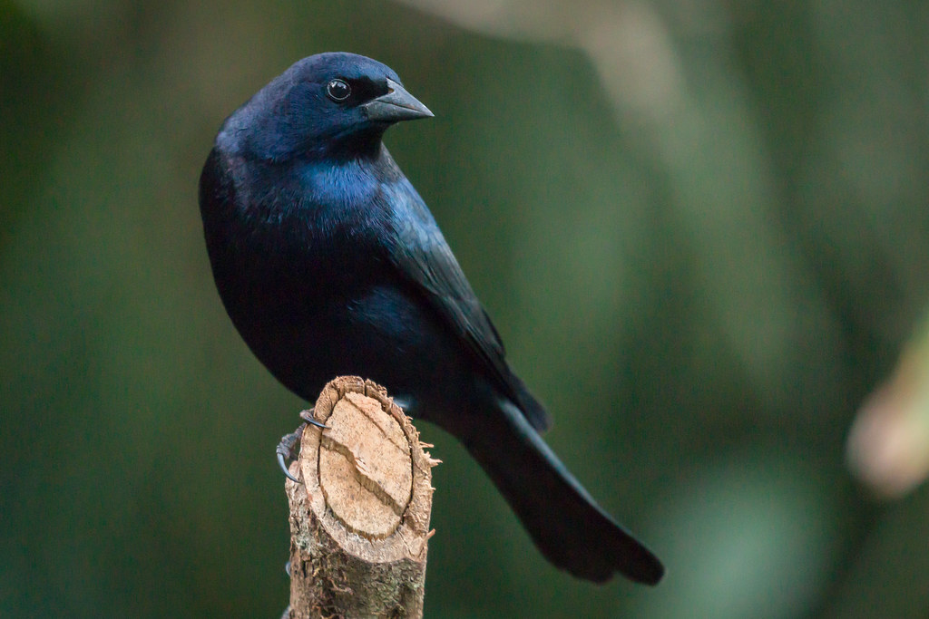8 Birds That Lay Eggs in Other Birds' Nests Without Raising Their Own Chicks