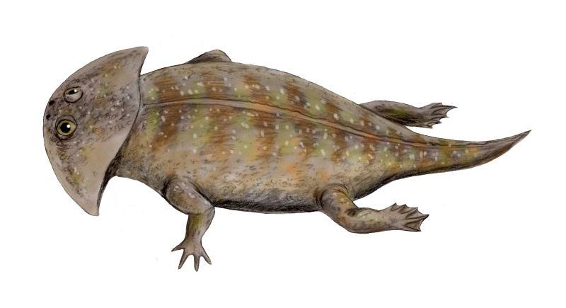 11 Creatures Zoologists Now Accept Were Catalogued From A Single Damaged Specimen