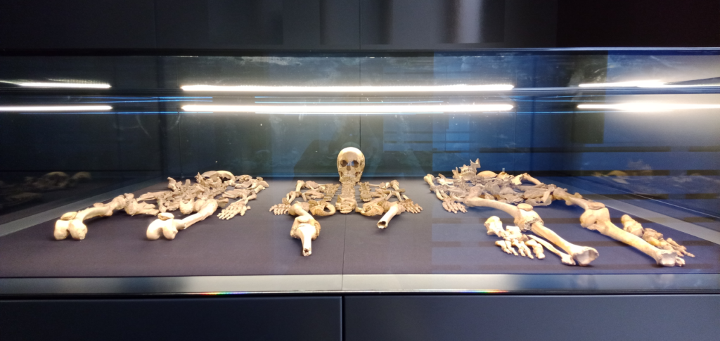 13 Skeletons Anatomists Now Agree Belong To No Species Anyone Can Name