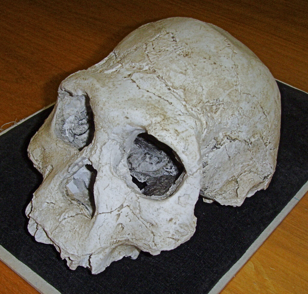 11 Bones Recovered From Strata Predating Their Species By Millions Of Years